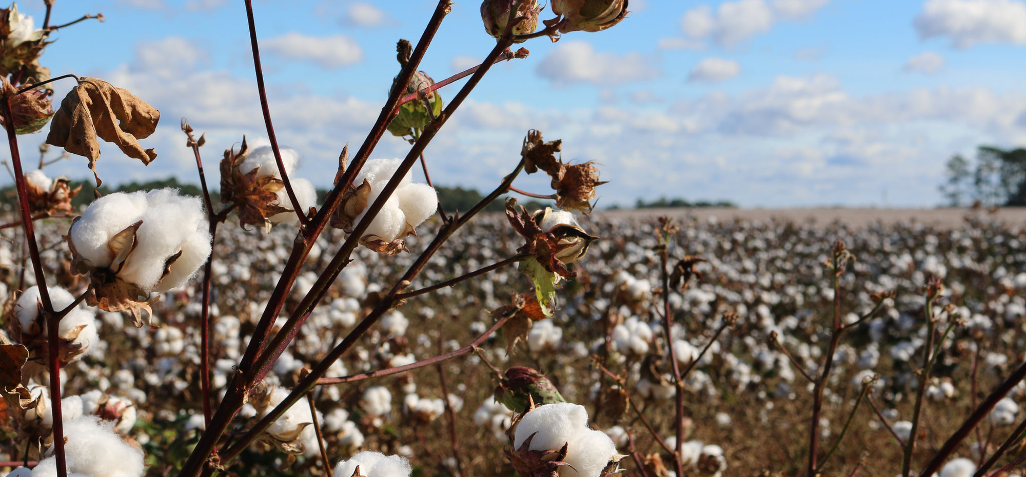 sustainable fashion brand Arlo and Olive writes about organic cotton and linen being sustainable fabric choices in the fashion industry.